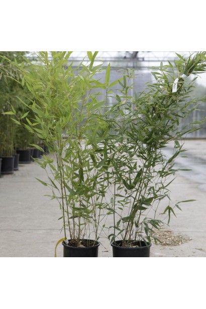 Бамбук Филлостахис Бисетти в контейнере